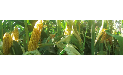 AGRI-REPORTAGE : MAÏS MURPHEY